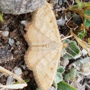 Scopula rubraria at Bruce, ACT - 12 Oct 2019