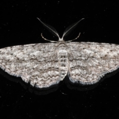 Phelotis cognata (Long-fringed Bark Moth) at Rosedale, NSW - 10 Oct 2019 by jb2602