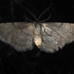 Phelotis cognata at Rosedale, NSW - 10 Oct 2019