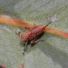 Cicadellidae (family) (Unidentified leafhopper) at Hackett, ACT - 24 Sep 2019 by TimL