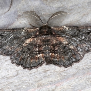 Pholodes sinistraria at Rosedale, NSW - 10 Oct 2019 10:22 PM