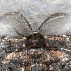 Pholodes sinistraria at Rosedale, NSW - 10 Oct 2019 10:22 PM