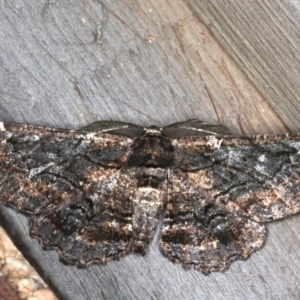 Pholodes sinistraria at Rosedale, NSW - 10 Oct 2019 10:22 PM