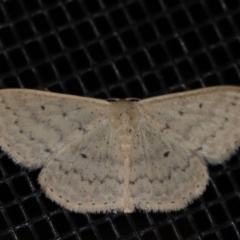 Scopula optivata (Varied Wave) at Rosedale, NSW - 10 Oct 2019 by jb2602