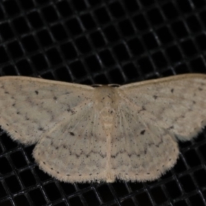 Scopula optivata at Rosedale, NSW - 10 Oct 2019