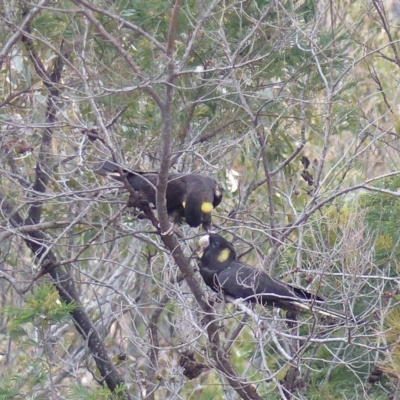 Zanda funerea (Yellow-tailed Black-Cockatoo) at Black Range, NSW - 12 Oct 2019 by MatthewHiggins