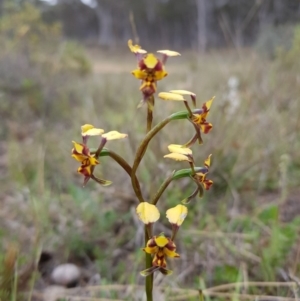 Diuris pardina at Sutton, NSW - 12 Oct 2019