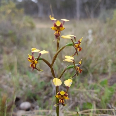 Diuris pardina (Leopard Doubletail) at Sutton, NSW - 12 Oct 2019 by Roman