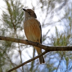 Pachycephala rufiventris at Fyshwick, ACT - 11 Oct 2019