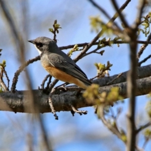 Pachycephala rufiventris at Fyshwick, ACT - 11 Oct 2019