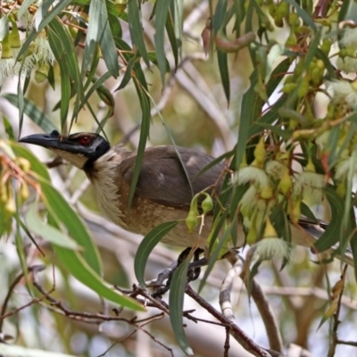 Philemon corniculatus (Noisy Friarbird) at Jerrabomberra Wetlands - 11 Oct 2019 by RodDeb