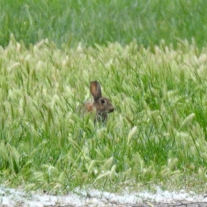 Oryctolagus cuniculus at Fyshwick, ACT - 11 Oct 2019 02:02 PM