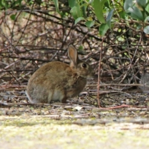 Oryctolagus cuniculus at Fyshwick, ACT - 11 Oct 2019
