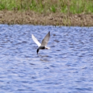 Chlidonias hybrida at Fyshwick, ACT - 11 Oct 2019