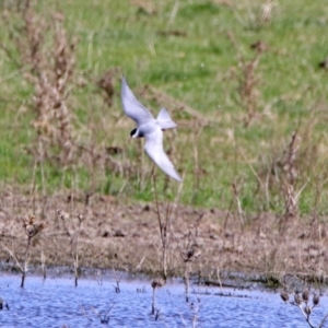 Chlidonias hybrida at Fyshwick, ACT - 11 Oct 2019