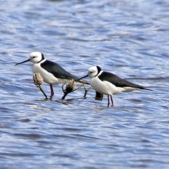 Himantopus leucocephalus (Pied Stilt) at Fyshwick, ACT - 11 Oct 2019 by RodDeb