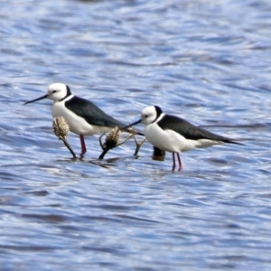 Himantopus leucocephalus at Fyshwick, ACT - 11 Oct 2019