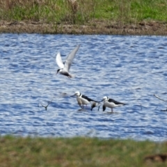 Himantopus leucocephalus at Fyshwick, ACT - 11 Oct 2019