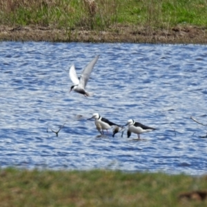 Himantopus leucocephalus at Fyshwick, ACT - 11 Oct 2019