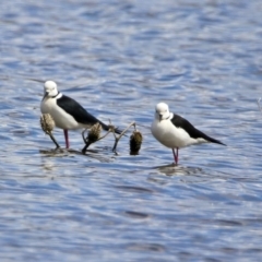 Himantopus leucocephalus at Fyshwick, ACT - 11 Oct 2019