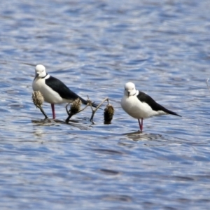 Himantopus leucocephalus at Fyshwick, ACT - 11 Oct 2019