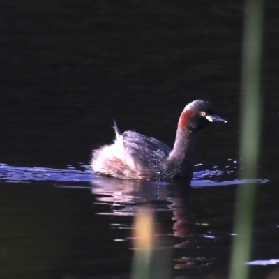 Tachybaptus novaehollandiae (Australasian Grebe) at Malua Bay, NSW - 10 Oct 2019 by jb2602