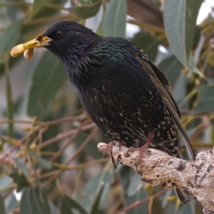 Sturnus vulgaris (Common Starling) at Kambah, ACT - 12 Oct 2019 by Marthijn