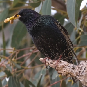 Sturnus vulgaris at Kambah, ACT - 12 Oct 2019