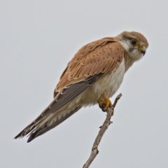 Falco cenchroides (Nankeen Kestrel) at Urambi Hills - 12 Oct 2019 by Marthijn