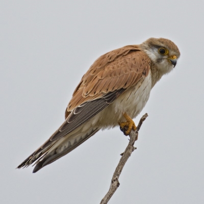 Falco cenchroides (Nankeen Kestrel) at Tuggeranong DC, ACT - 12 Oct 2019 by Marthijn