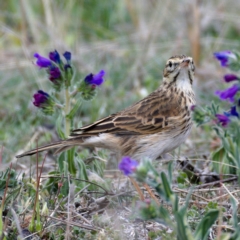 Anthus australis (Australian Pipit) at Tuggeranong DC, ACT - 12 Oct 2019 by Marthijn