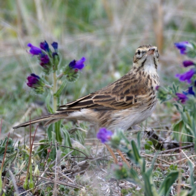 Anthus australis (Australian Pipit) at Urambi Hills - 12 Oct 2019 by Marthijn