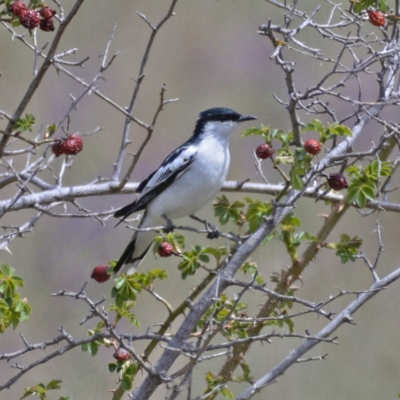 Lalage tricolor (White-winged Triller) at Tuggeranong DC, ACT - 12 Oct 2019 by Marthijn