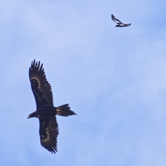 Aquila audax (Wedge-tailed Eagle) at Urambi Hills - 12 Oct 2019 by Marthijn