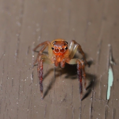 Prostheclina amplior (Orange Jumping Spider) at Acton, ACT - 3 Oct 2019 by TimL