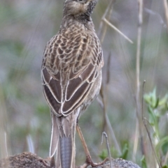 Cincloramphus cruralis (Brown Songlark) at Urambi Hills - 12 Oct 2019 by Marthijn