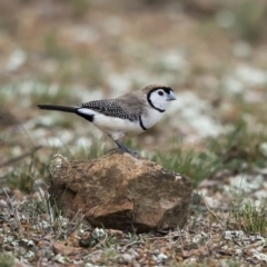 Stizoptera bichenovii (Double-barred Finch) at Percival Hill - 12 Oct 2019 by dannymccreadie