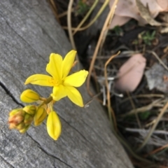 Bulbine bulbosa (Golden Lily) at Deakin, ACT - 12 Oct 2019 by KL