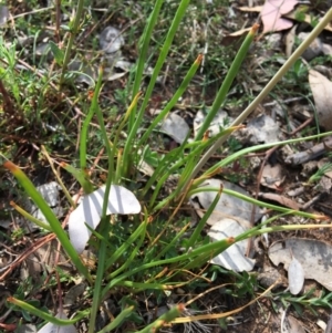 Bulbine bulbosa at Deakin, ACT - 12 Oct 2019