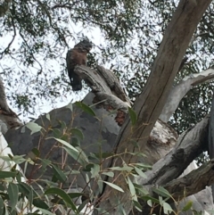 Callocephalon fimbriatum (Gang-gang Cockatoo) at GG156 - 12 Oct 2019 by KL