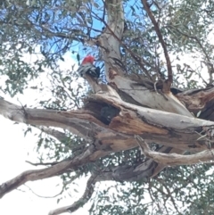 Callocephalon fimbriatum (Gang-gang Cockatoo) at GG38 - 12 Oct 2019 by KL