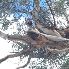 Callocephalon fimbriatum (Gang-gang Cockatoo) at Hughes Grassy Woodland - 12 Oct 2019 by KL