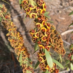 Daviesia mimosoides at Hughes, ACT - 12 Oct 2019