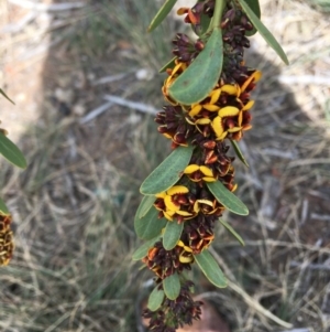 Daviesia mimosoides at Hughes, ACT - 12 Oct 2019