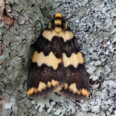 Termessa shepherdi (Shepherd's Footman) at Amaroo, ACT - 12 Oct 2019 by Kurt