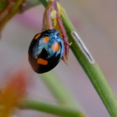 Orcus australasiae (Orange-spotted Ladybird) at Goorooyarroo NR (ACT) - 12 Oct 2019 by Kurt