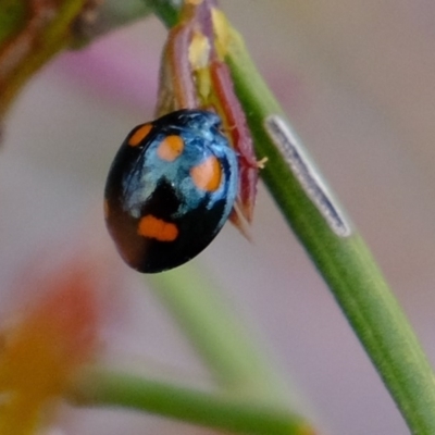 Orcus australasiae (Orange-spotted Ladybird) at Amaroo, ACT - 12 Oct 2019 by Kurt