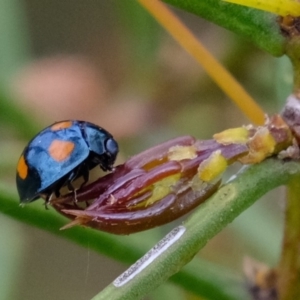 Orcus australasiae at Amaroo, ACT - 12 Oct 2019 04:16 PM