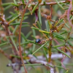 Orcus australasiae at Amaroo, ACT - 12 Oct 2019 04:16 PM