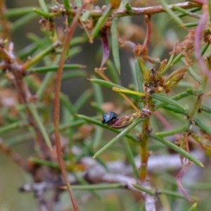 Orcus australasiae at Amaroo, ACT - 12 Oct 2019